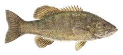 Minnesota Smallmouth Bass