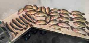 2063uidWalleyes_and_crappies__Sportsmans_.jpg